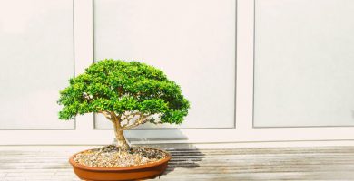 Bonsai artificial