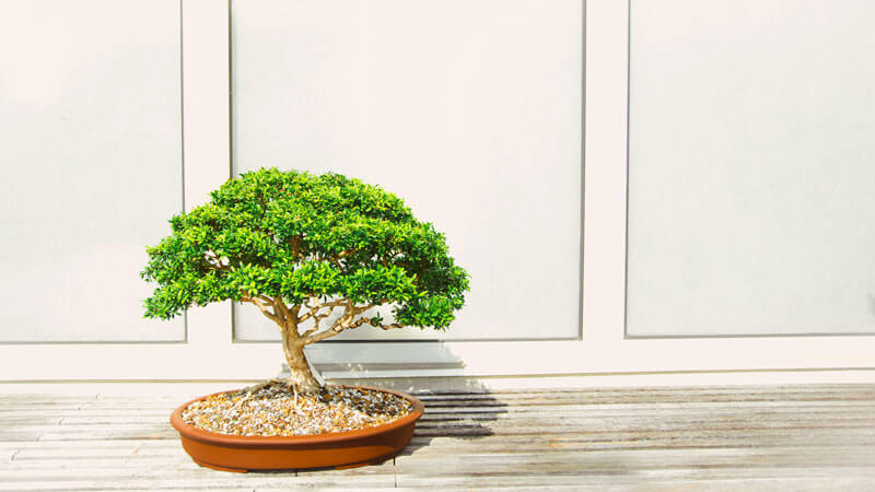 Bonsai artificial