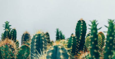 que son las plantas artificiales