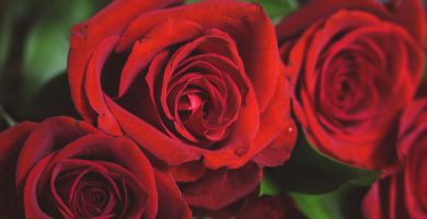 Rosas artificiales rojas
